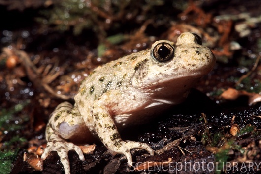 Alytes obstetricans almogavarii midwife toad